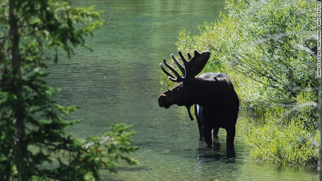 While Yellowstone National Park is an obvious choice for first-time visitors to Wyoming, a short drive away is <a href='http://www.nps.gov/grte/index.htm' target='_blank'>Grand Teton National Park</a>, a gem that shouldn't be overlooked. (Admission to one park gets you into the other park.) Check out the bull moose in Cascade Canyon and grand views of the Tetons on the Grandview Point trail hike to the summit.