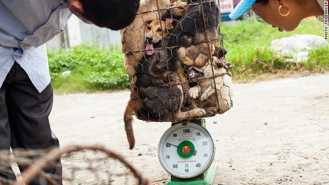 Así es el "inhumano" contrabando de perros en Vietnam