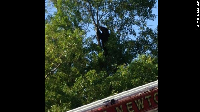 A black bear in a tree closed down the Massachusetts Turnpike.