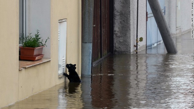A cat seeks dry ground after flooding from the Vltava River in Kly, Czech Republic, on June 4. 