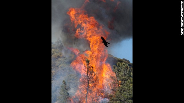 A raven flies in front of a flareup that broke through a containment line on June 3.