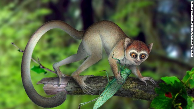 <a href='http://www.cnn.com/2013/06/05/world/asia/oldest-primate-skeleton/' target='_blank'>The oldest primate skeleton to date</a> was found. It belonged to a species named Archicebus achilles, which lived 55 million years ago (illustration pictured). In modern times, we learned about a cute new species of mammal: <a href='http://www.cnn.com/2013/08/15/world/americas/new-mammal-smithsonian/' target='_blank'>The olinguito</a>. 