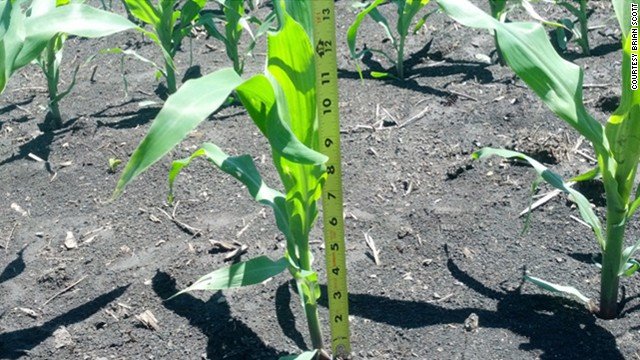 Corn crops - what a difference a year makes