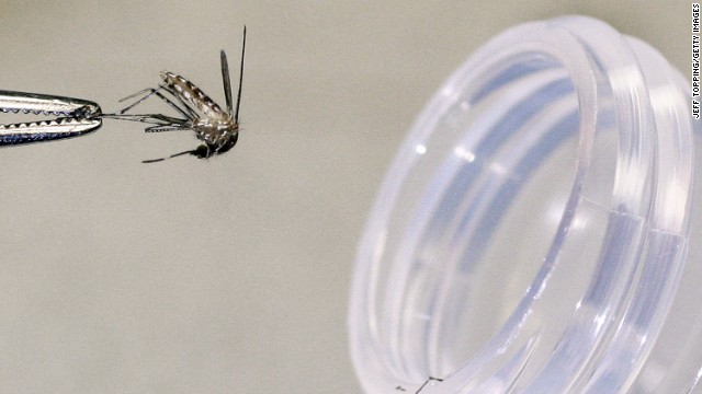 The deadly West Nile Virus came to prominence in the early 2000s, as outbreaks popped up in several states. The culex tarsalis female mosquito shown in the photo was caught in a trap to be tested at the Arizona Department of Health Services laboratory in August 2004 in Phoenix, Arizona.