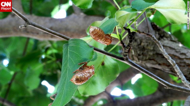 Yes, the Brood II cicadas are back after 17 years. Janie Lambert of Hughesville, Maryland, recalls the noise cicadas made when she was at Andrews Air Force Base in 1996. Sometimes, she says, they were louder than Air Force One. In 2013, she ventured out into St. Mary's County with her daughter Jessie and <a href='http://ireport.cnn.com/docs/DOC-983140'>took several photos</a>, as well as a video. "We started hearing the hum around the 10th of May, by the 15th," she said. "They were all over the county and very, very loud, like a gas saw." Her family has seen its own new generation pop up since the last time she heard that buzz -- just like the cicadas.