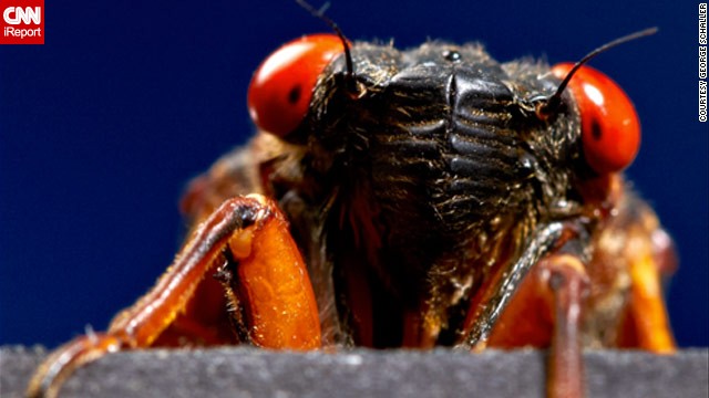 Photographer George Schaller snapped this <a href='http://ireport.cnn.com/docs/DOC-979802'>up-close photo of a cicada</a> in a studio in Wayne, New Jersey. Brood II, the variety being seen this year, was last spotted in 1996. (<a href='http://ireport.cnn.com/open-story.jspa?openStoryID=979237'>See cicadas on a map</a>) Many things have changed since then, and some bugs got famous. Click through the gallery to see flying and crawling creatures that the 17-year cicadas might have missed.