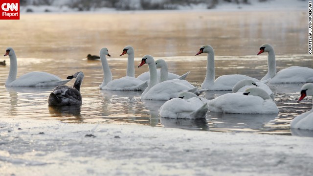 Swans swim in the frigid Nemunas River during the chilly Lithuania winter. Luckily, animal welfare officials were on hand to make sure they didn't get trapped in the ice. See more photos on <a href='http://ireport.cnn.com/docs/DOC-906183'>CNN iReport</a>.