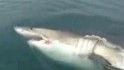 Great white shark swims up to fishermen