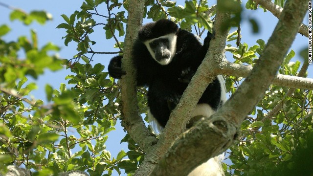 Rubondo Island guests participate in game drives and bird watching.