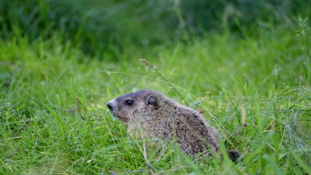 A groundhog is seen along the sixth fairway on June 15.