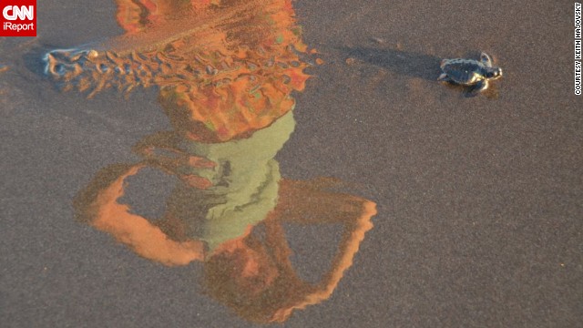 Keith Hajovsky and his girlfriend, whose reflection is seen here, took part in a sea turtle release in El Salvador. "Releasing those little turtles was one of the most wholesome, warm-hearted experiences I've ever had," he said. Read more on <a href='http://ireport.cnn.com/docs/DOC-922860'>CNN iReport</a>.