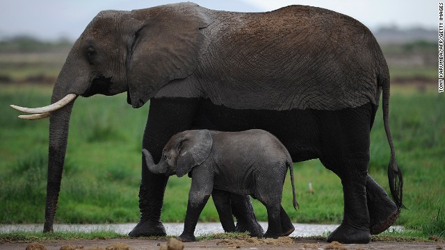 An elephant walks with her infant in the Amboseli Game Reserve in Kenya. The International Fund for Animal Welfare says 2012 had the highest toll of elephants' lives in decades. Between January and March 2012, at least 50% of the elephants in Cameroon's Bouba Ndjida National Park were slaughtered for their ivory. Most illegal ivory is destined for Asia, in particular China, where it has soared in value as an investment and is coveted as "white gold." 