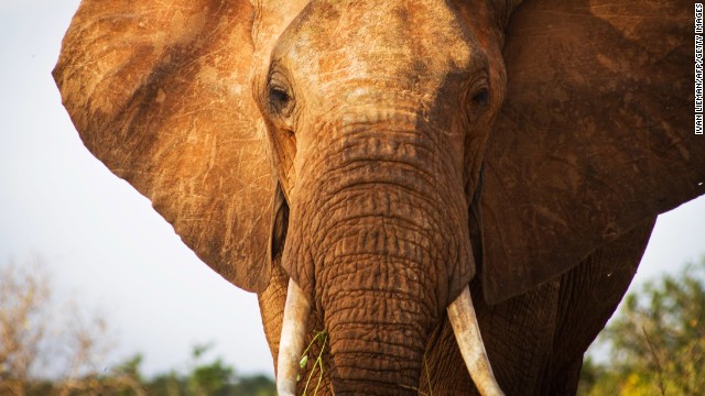 An elephant is pictured in southern Kenya. Wildlife protection groups say the number of African elephants killed for their tusks is the highest in decades, in part because of increasing prosperity and demand for ivory in China.