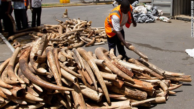 A Kenya Ports Authority employee weighs ivory tusks seized by officials on January 21, 2013, in Mombasa. The value of the 638 illegal tusks was estimated at $1.5 million.