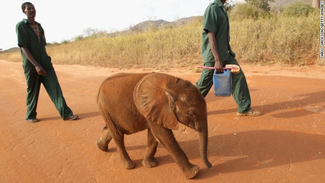 A 5-month-old orphaned elephant called Tembo is taken for a walk by his keepers at Tony Fitzjohn's Mkomazi Rhino Sanctury in Mkomazi, Tanzania.