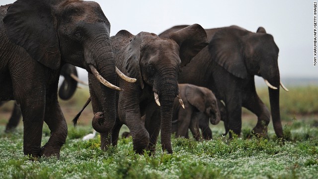 Elephants travel together at the Amboseli Game Reserve, about 200 miles outside Nairobi, Kenya. 