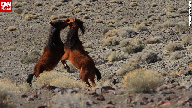 Wild horses frolic near Reno. See more beautiful shots of the herds on <a href='http://ireport.cnn.com/docs/DOC-955364'>CNN iReport</a>.