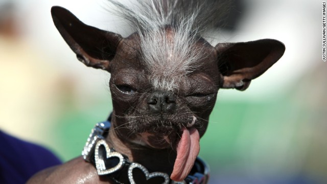 [Image: 130621132819-06-ugly-dog-contest-story-top.jpg]