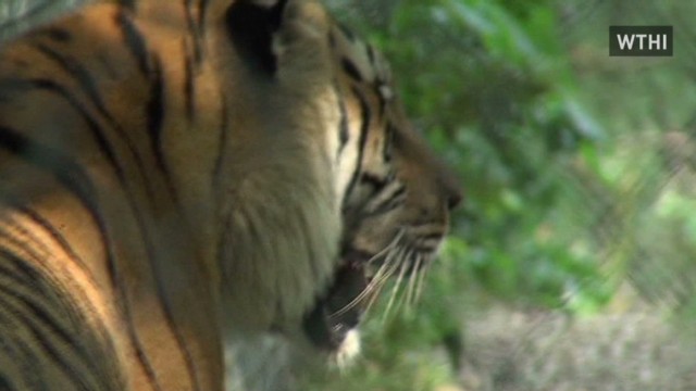 Una mujer, en estado crítico, tras ser atacada por un tigre en un refugio de Indiana