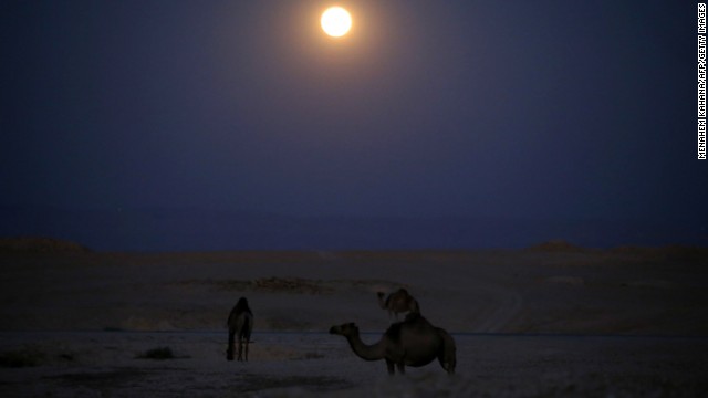 Camels wander under the moon as it rises over the Judean Desert in the West Bank on June 23.