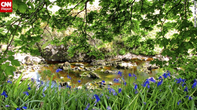 Bluebells bloom on the bank of a river in <a href='http://ireport.cnn.com/docs/DOC-979591'>County Donegal</a>. Jim Murphy shot this photo while on vacation with his family from County Cork. 