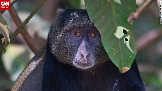 A <a href='http://ireport.cnn.com/docs/DOC-942276'>blue monkey</a> looks into the camera. "This particular guy was staring at our Jeep so intently," recalls Bambi Drisko.