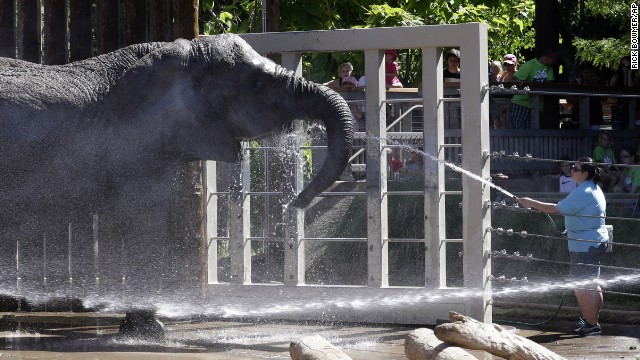Elephants at Utah's Hogle Zoo in Salt Lake City get some relief from the heat on June 28.