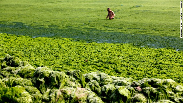 This year's growth, covering 28,900 square kilometers (11,158 square miles), is the biggest outbreak ever recorded, state-run news agency Xinhua reported. 