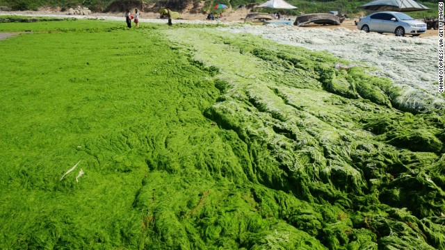 For the seventh year in a row, monstrous quantities of green algae have sprouted in the coastal waters near Qingdao.