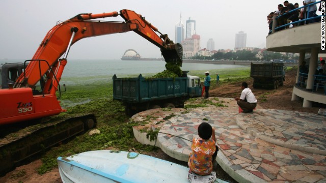 A file photo from the 2008 cleanup. A researcher says that algae does not typically cause health problems, but skin inflammation may be a risk. "If you were stupid enough to go in, I wouldn't go in naked," said Dr. Christopher Bolch, of the University of Tasmania.