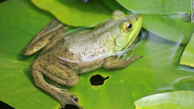 Acadia is home to 11 species of amphibians, including six kinds of frogs. 