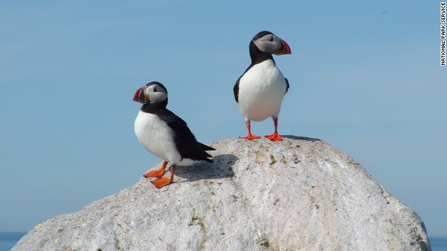 Atlantic Puffins are one of 338 bird species in Acadia National Park.