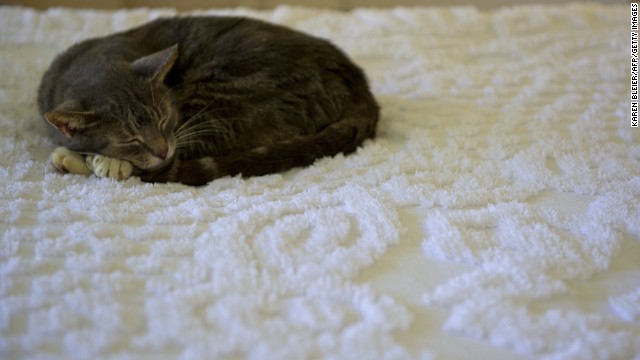 Weird science: Kitty litter increases risk of suicide?