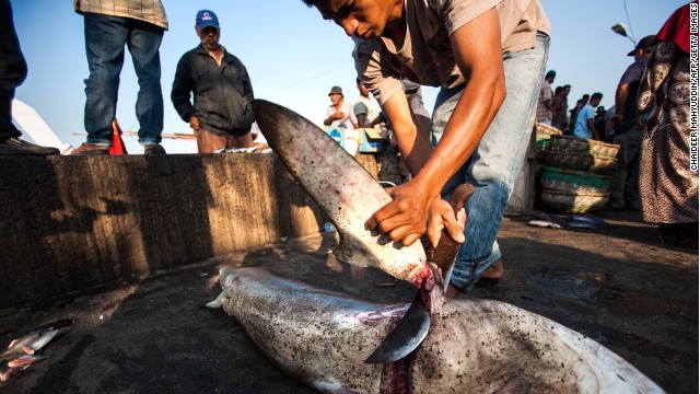 OPINIÓN: ¿Qué hace el mundo para salvar a los tiburones?