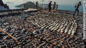 Shark fins dry in the sun on the roof of a factor in Hong Kong, one of the world\'s biggest markets for shark fins.