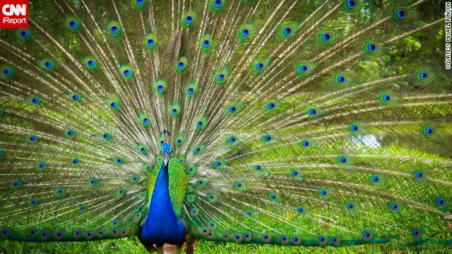 A peacock poses for the camera in Cotui, about 75 miles north of Santo Domingo. See more portraits of the colorful creature on <a href='http://ireport.cnn.com/docs/DOC-967907'>CNN iReport</a>.