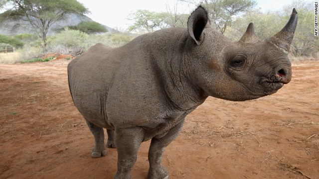 To deal with the crisis, South Africa requested permission to launch a once-off legal sale of its stockpiled rhino horn in the hope of quelling poaching.