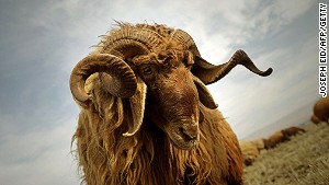 A ram in the Becaa Valley: despite regional strife, this Lebanese enclave retains a certain calm.