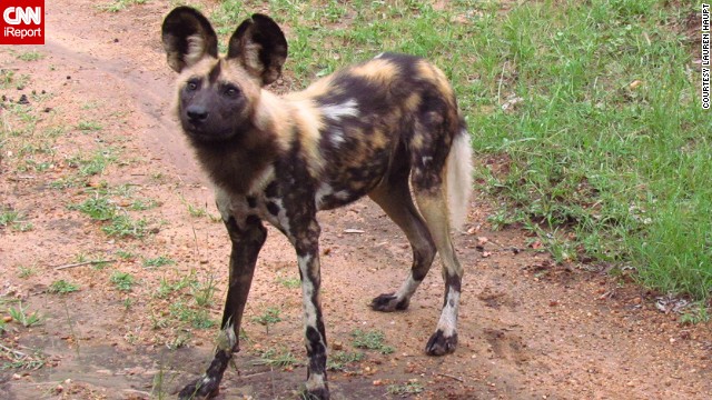 An <a href='http://ireport.cnn.com/docs/DOC-902955'>African painted dog</a> poses near his pack in Kruger National Park. The endangered animals are also known as African wild dogs, Cape hunting dogs or painted wolves.