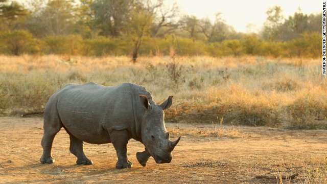 Rhinos have been under attack in recent years by rampant poaching. Highly equipped criminal syndicates target their horns, which are highly coveted in southeast Asia for their supposed healing powers.