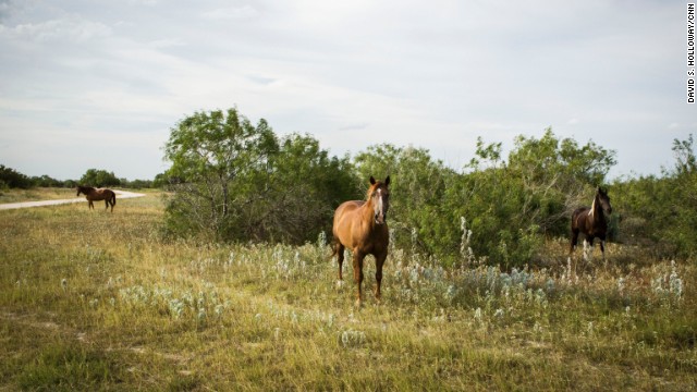 Horses on the El Tule Ranch in Brooks County, Texas. 