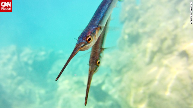 David Lee managed to snap a photo of two of the ubiquitous <a href='http://ireport.cnn.com/docs/DOC-997013'>needlefish</a> in Kayangan Lake before they took off. "They are as curious as they are skittish," he said.