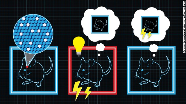 Científicos logran generar recuerdos falsos (y espantosos) a ratones