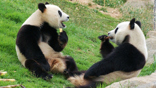 Un canal de internet en China transmitirá imágenes de pandas todo el día