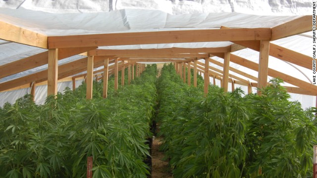 Authorities initially found two greenhouses at the Lake County property with 970 potted and irrigated marijuana plants, according to the complaint, and later discovered a third greenhouse with another 346 plants.