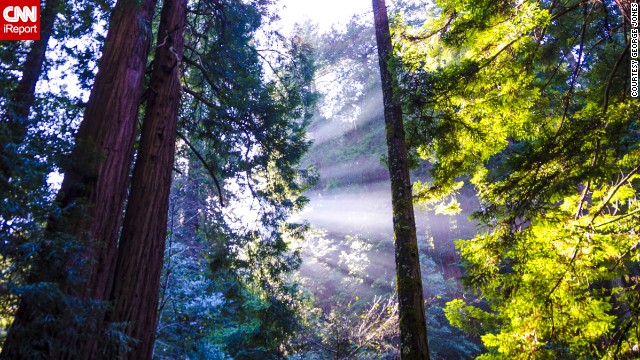 Sunlight streams through the trees of <a href='http://ireport.cnn.com/docs/DOC-943488'>Muir Woods</a>, named for naturalist and conservationist John Muir.