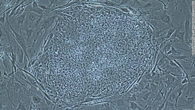 On May 16, 2013, scientists announced that they had, for the first time, produced embryos using skin cells, and then used the embryos to make stem cell lines. This technique resembles what was used in cloning Dolly the sheep, but the earlier technique could not have led to a fully-cloned human baby. Above, a photo provided by the Oregon Health & Science University shows a stem cell colony produced from human skin cells.