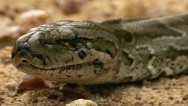 Jeff Corwin on python attack case