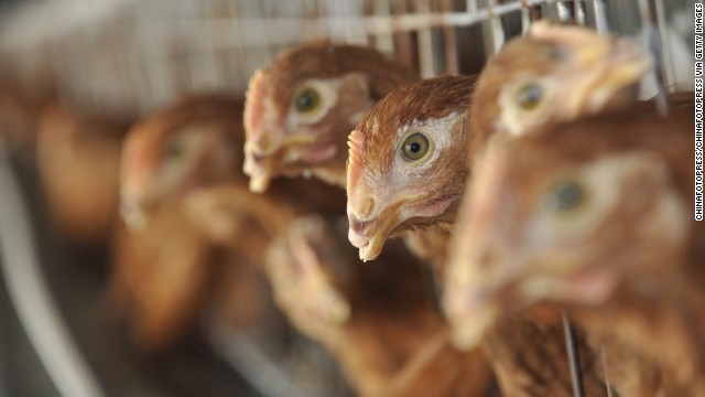 China registra el primer contagio entre humanos de la gripe aviar H7N9