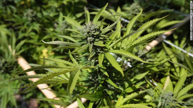 Algunos compuestos de la marihuana pueden matar células cancerígenas, según estudio